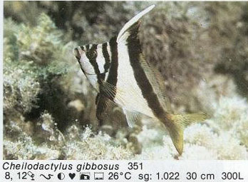 Cheilodactylus gibbosus